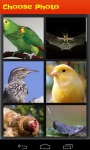 Bird Puzzle Game screenshot 3/6