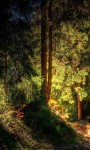 Forest HD Wallpaper- Live screenshot 3/5