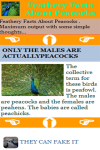 Feathery Facts About Peacocks screenshot 3/3