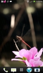 Dragonfly On Your Phone LWP free screenshot 3/3