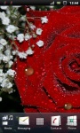 Beautiful Red Rose Live Wallpaper screenshot 1/3