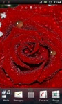 Beautiful Red Rose Live Wallpaper screenshot 2/3