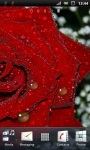 Beautiful Red Rose Live Wallpaper screenshot 3/3