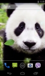 Panda Live Wallpaper 3D screenshot 1/4