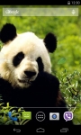 Panda Live Wallpaper 3D screenshot 3/4