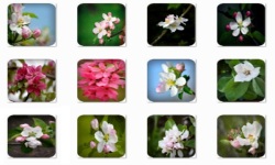Apple Blossom Onet Classic Game screenshot 2/3