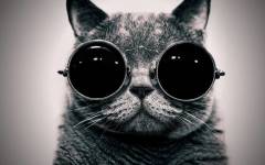 Cat Glasses Slideshow Live wallpaper screenshot 2/6
