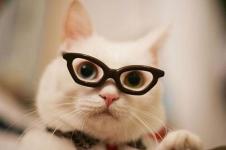 Cat Glasses Slideshow Live wallpaper screenshot 3/6