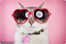 Cat Glasses Slideshow Live wallpaper screenshot 6/6