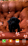 Sweet Puppies Live Wallpapers screenshot 2/6