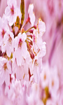 Sakura Flower Live Wallpaper Free screenshot 2/5