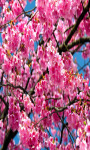 Sakura Flower Live Wallpaper Free screenshot 3/5