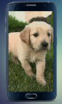 Labrador Puppy Live Wallpaper screenshot 1/3