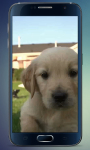 Labrador Puppy Live Wallpaper screenshot 3/3