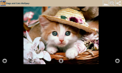 Dogs With Cats Wallpapers screenshot 6/6