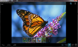 Amazing Beautiful Butterfly screenshot 1/4