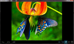 Amazing Beautiful Butterfly screenshot 3/4