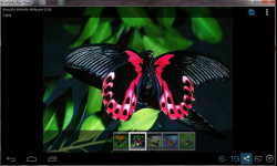 Amazing Beautiful Butterfly screenshot 4/4