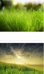 Grass view wallpaper HD screenshot 2/3