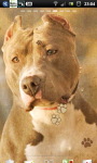 Pitbull dogs Live Wallpaper screenshot 1/6