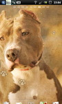 Pitbull dogs Live Wallpaper screenshot 2/6