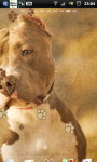 Pitbull dogs Live Wallpaper screenshot 3/6