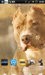 Pitbull dogs Live Wallpaper screenshot 5/6