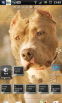 Pitbull dogs Live Wallpaper screenshot 6/6