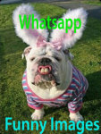 Whatsapp Funny Images 240x320Keypad screenshot 1/3