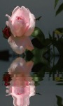 Beautiful Pink Rose Live Wallpaper free screenshot 2/3