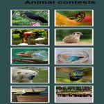 Animal Contest screenshot 1/1