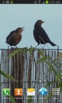 Birds on the Fence Live Wallpaper screenshot 1/3