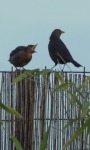 Birds on the Fence Live Wallpaper screenshot 2/3