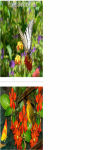 Butterfly on the onion flowers Wallpaper HD screenshot 3/3