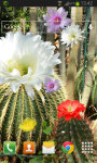 Cactus Flowers LWP screenshot 2/2