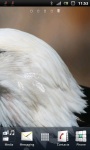 Awesome Bald Eagle Live Wallpaper screenshot 3/3