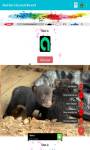 Black Bear Cubs around the world  screenshot 1/6