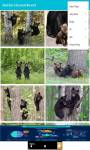 Black Bear Cubs around the world  screenshot 4/6
