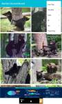 Black Bear Cubs around the world  screenshot 5/6