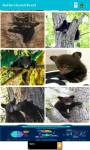 Black Bear Cubs around the world  screenshot 6/6