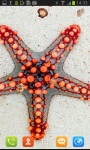 Awesome Sea Starfish Live Wallpaper screenshot 1/3