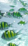 Green Fish Live Wallpaper screenshot 1/3