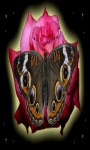 Pink Rose Butterfly LWP screenshot 3/3