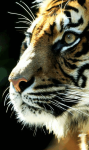 Sumatran Tiger Background screenshot 6/6
