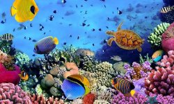 Beautiful Coral Deep Blue Sea Images screenshot 1/6