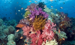 Beautiful Coral Deep Blue Sea Images screenshot 3/6