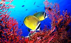 Beautiful Coral Deep Blue Sea Images screenshot 4/6