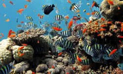 Beautiful Coral Deep Blue Sea Images screenshot 6/6