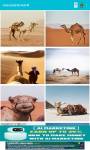 camel around the world 4K  screenshot 1/6