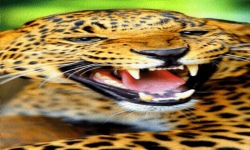 Angry Leopard Live Wallpaper screenshot 2/3